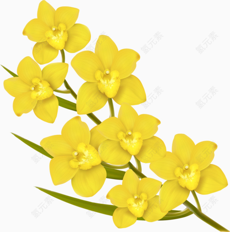 六朵黄色的鲜花