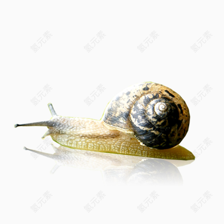 爬行蜗牛免抠素材