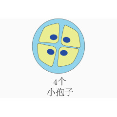 被子华粉发育过程