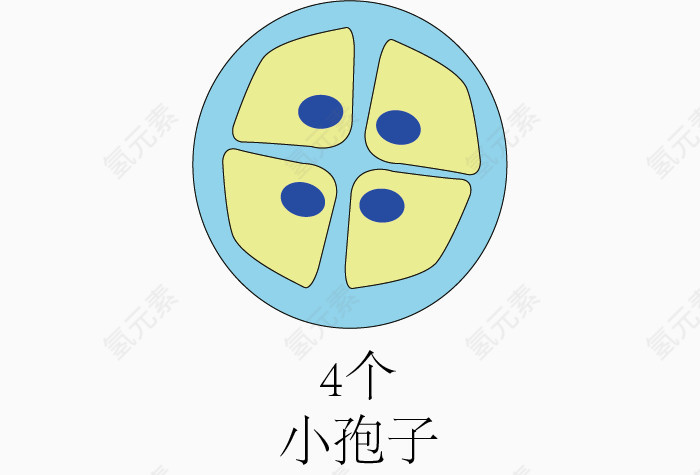 被子华粉发育过程