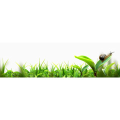 绿色植物小嫩芽