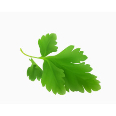 矢量绿色清晰蔬菜芹菜叶