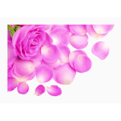 水珠粉色花朵花瓣