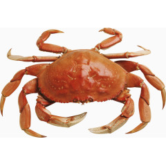 螃蟹实物