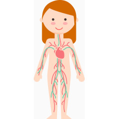 女子6大人体系统矢量图