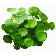 金钱草绿色植物