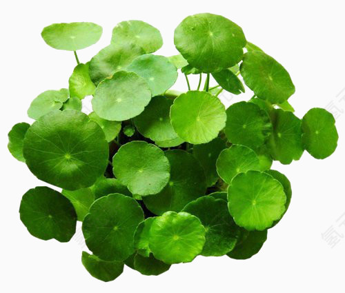 金钱草绿色植物