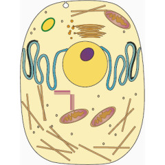 动物细胞模式图