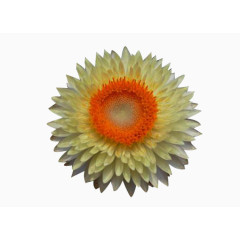 蜡菊的花蕊图片素材