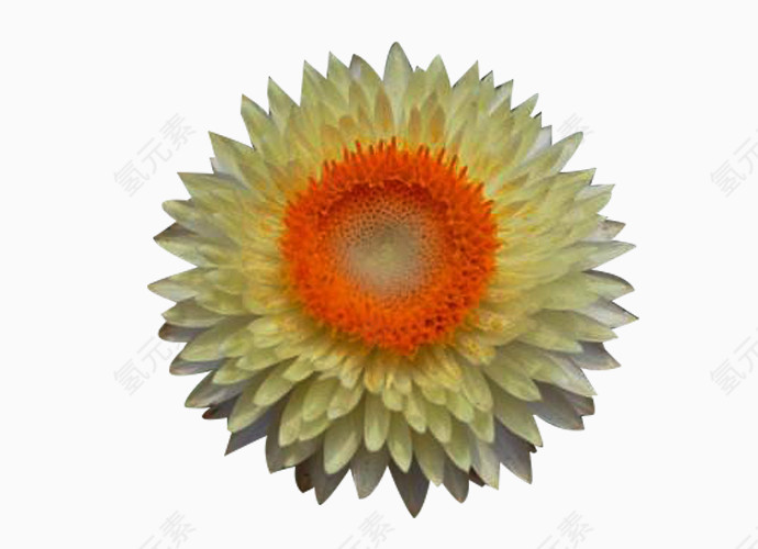 蜡菊的花蕊图片素材