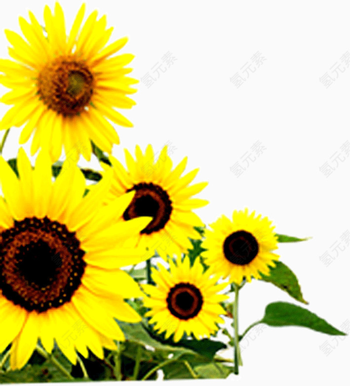 妖艳盛开绽放黄色向日葵