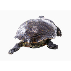 向前爬行的乌龟