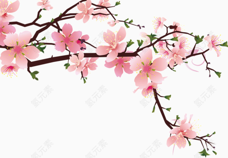 美丽盛开的花朵