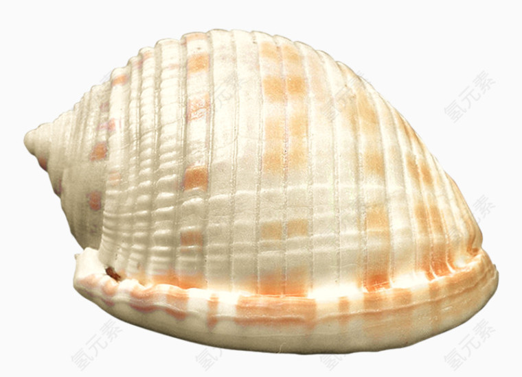 粉色海螺