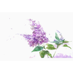 薰衣草漂浮图片素材