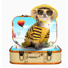 创意海报设计-宠物寄养