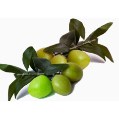 新鲜的带着枝叶的油橄榄