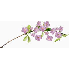 粉色桃花