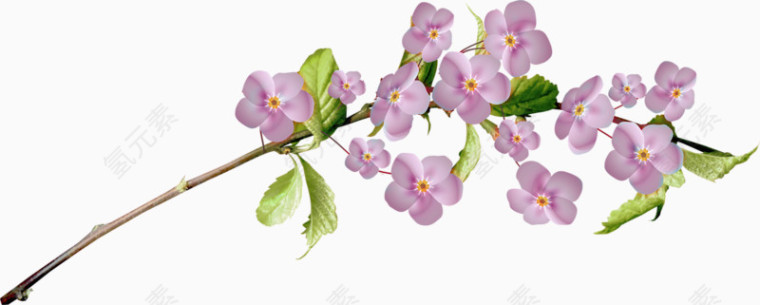 粉色桃花