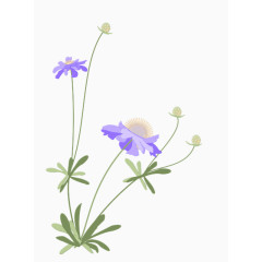 粉紫色的花卉手绘