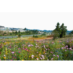 美丽的羊昌花画小镇风景