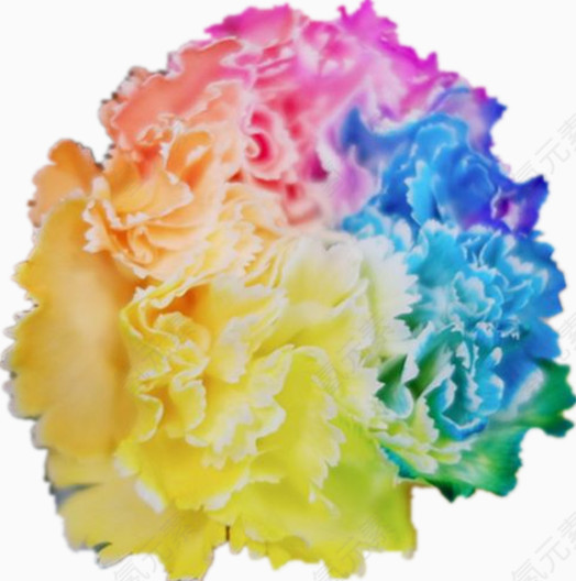 康乃馨花瓣花朵彩虹色