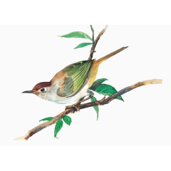 树枝上的小鸟水彩画