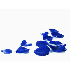 蓝色妖姬玫瑰花花瓣