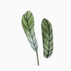 一只绿色的 榆树叶