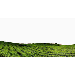 绿色茶田