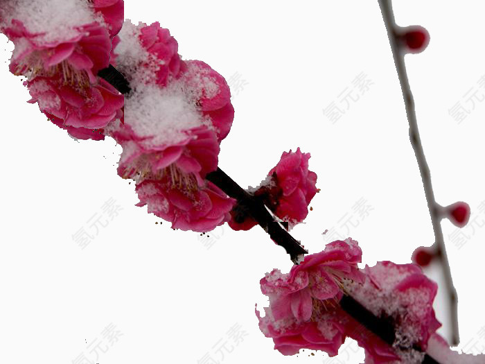 雪花却输给梅花一段清香