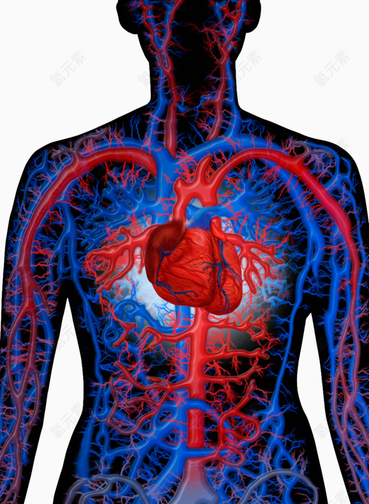 人体血管分部图片