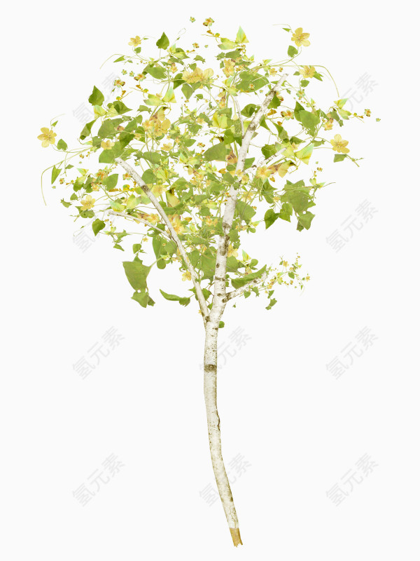 植物桂花树