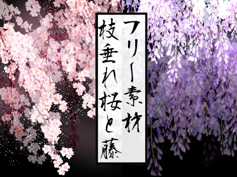 樱花 花朵 装饰