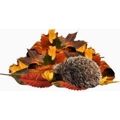 手绘黄色树叶刺猬