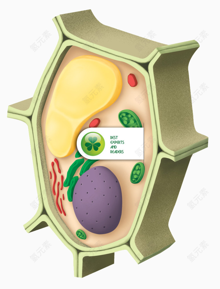 细胞设计图