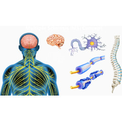 矢量人体大脑结构