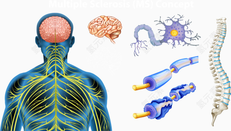 矢量人体大脑结构