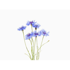 2017手绘水彩矢车菊