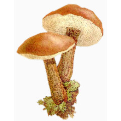 色彩鲜艳的大蘑菇免扣素材