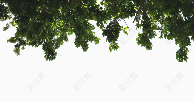 绿色树叶装饰