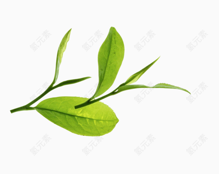 茶叶