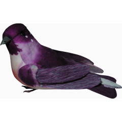 紫色漂亮小鸟