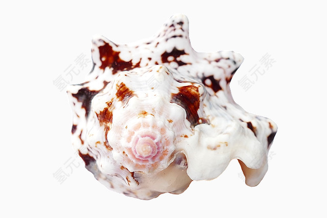 一个星型贝壳