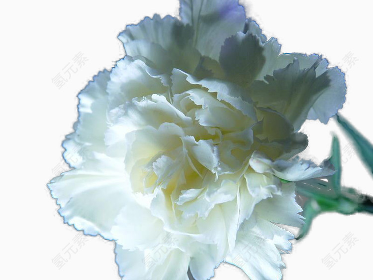 节日鲜花