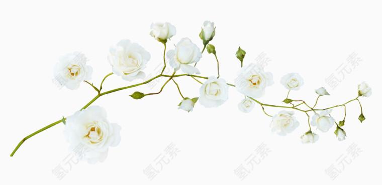梨花花苞树枝