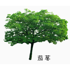 茄苳绿植素材