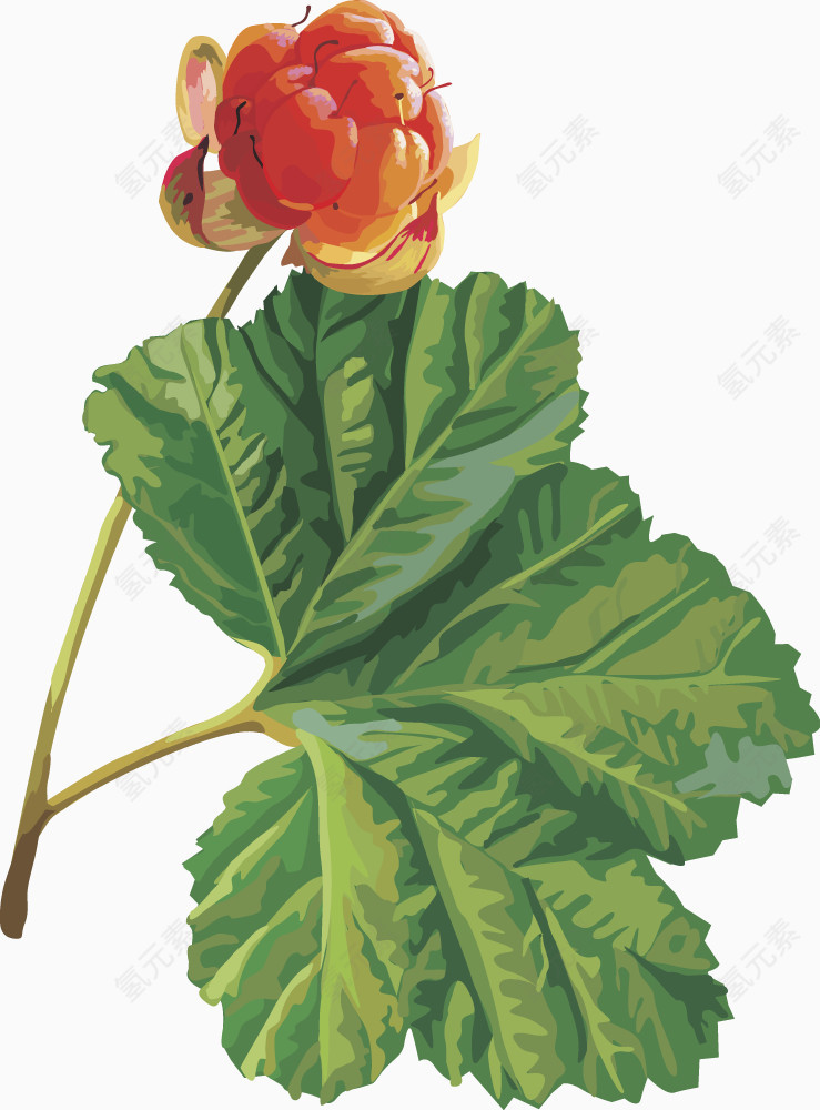 矢量图水果樱桃树莓