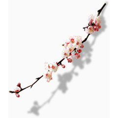 清晰梅花素材