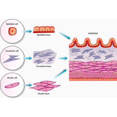 皮肤细胞分层图